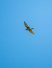 bee-eater flies through the sky