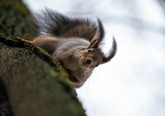 A squirrel sits on a tree with its face down above the camera.