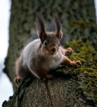 A squirrel sits on a tree with its face down above the camera. © kotopalych