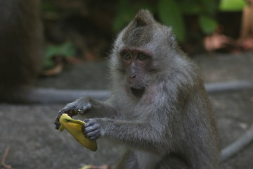 Koh Phangan Island, Surat Thani, Thailand