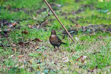 eating birds in garden les oiseaux dans le jardin
