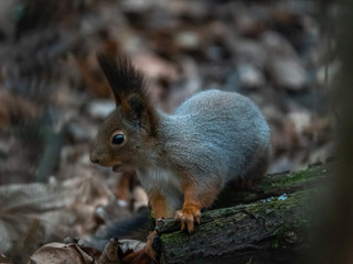 Squirrel sits on a tree and autumn dry foliage
