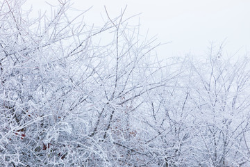 Frozen tree branches in the forest