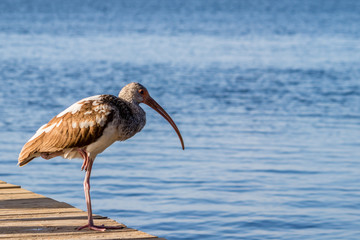 Ibis bird on one leg on a dock in Key Largo, Florida
