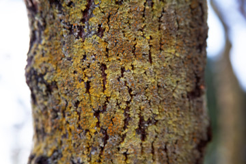 Wood bark background tree trunk close-up