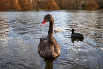 Portrait of beautiful black swan swimming on the pond in St' James park in London during sunny winter, cold afternoon. Black swan, Cygnus atratus is large waterbird, a species of swan from Australia.