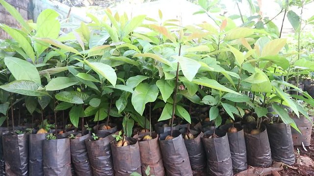 vedeo Garden of avocado seedlings in the nursery 