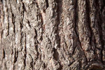 Wood bark background tree trunk close-up