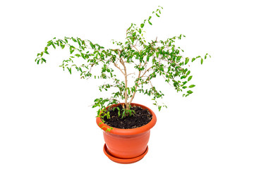 Indoor plant isolated on white