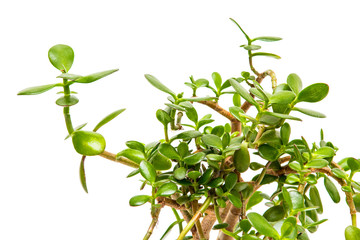 Indoor plant isolated on white