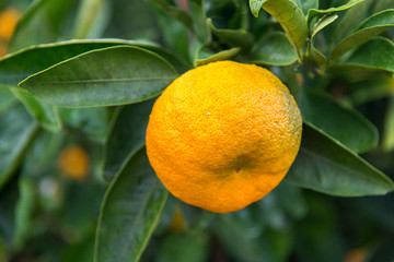 Branch of a tree with ripe tangerines close-up on a blurred background