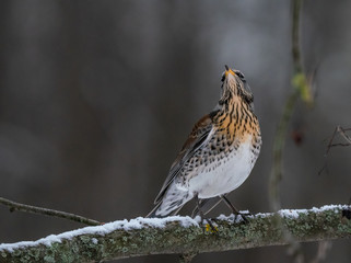 Fieldbird eats sitting on a rowan branch