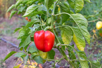 A pod of red bell pepper on a bush. Bush of sweet pepper in the country. Harvest time.