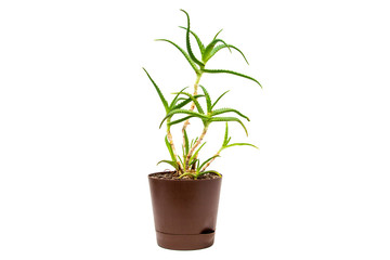 Indoor plant isolated on white