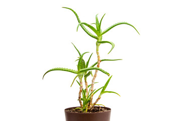 Indoor plant isolated on white