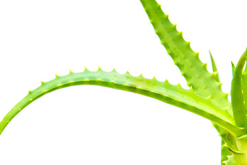 Indoor plant isolated on white