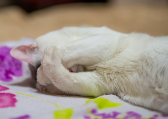 Young white cat covered its face with its paws