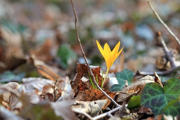 Yellow Crocus flavus flower in the spring forest