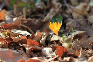 Yellow Crocus flavus flower in the spring forest