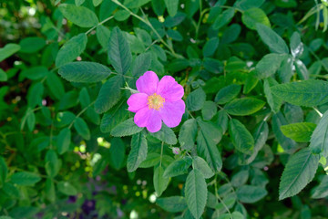 Obraz na płótnie Canvas Rosehip bush and pink flower on it. Beautiful blooming wild rose bush (dog rose, Rosa canina)