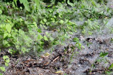 Period in the spring when fly in the air fluff from the poplar. Poplar fluff on the groudn among green grass. White fluff from trees, allergies symptoms