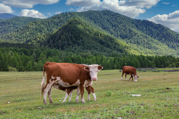 Fototapeta na wymiar A mother cow feeding her baby calf on the background of the mountain