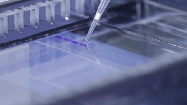 Pipettieren in Reaktions Gel