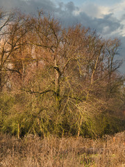 Baum im Winter