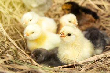 Colorful chicks group from color chicken color eggs easter egger and olive egger on background the pile straw in a poultry farm.