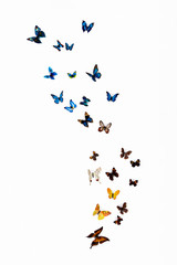 flock of butterflies on a white background