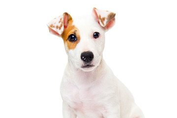 Jack Russell isolated on white