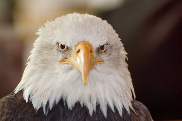 weißkopf seeadler Eagle