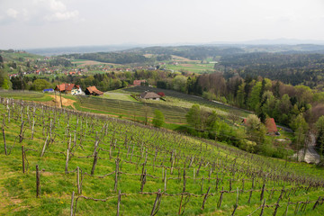 Fototapeta na wymiar vineyard in austria