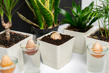 home botany composition, some simple pots with plants and the avocado seed growing on the table