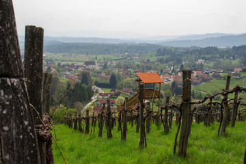 vineyard in austria