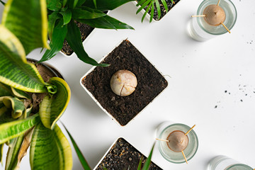 home botany composition, some simple pots with plants and the avocado seed growing on the table