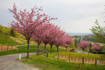 Fototapeta premium cherry tree in bloom