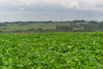 Fototapeta na wymiar Soybean plantation and production farm in Brazil