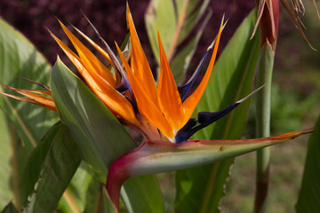 Bird of Paradise flower is a vivid color spash in the jungle.