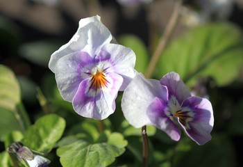Delicate lilac flowers pansies in the garden