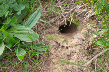 young plants in the garden