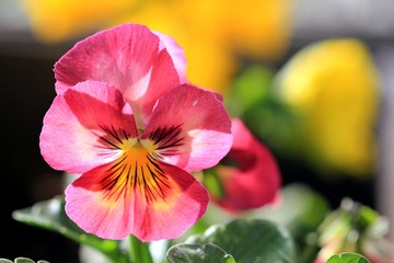 Pink flowers pansies in the spring garden