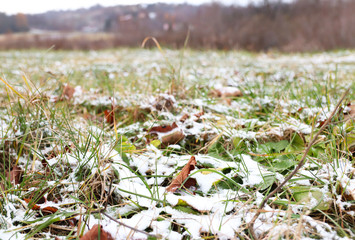 Field in winter time with green grass sprinkled with white snow. It was cold weather. Growing winter crops on the farm. Agricultural land. Season change on the soil surface. Frozen water in the air