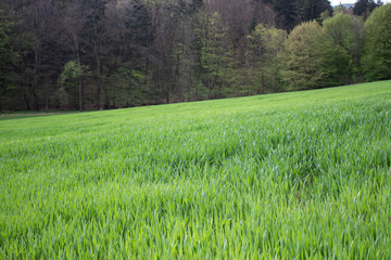 Obraz premium green grass field in spring
