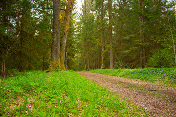 path in the forest