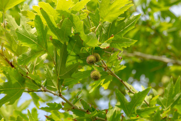 California syncamore tree closeup. Lush foliage background of tree banches coveres in green leafs and balls with seeds.