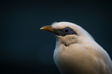 white bird of the tropics