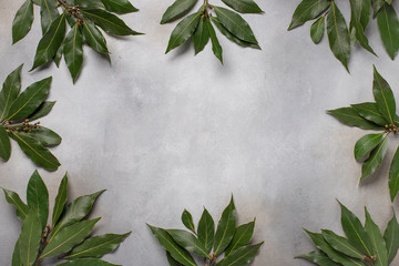 green leaves of laurel. food frame. Gray background.