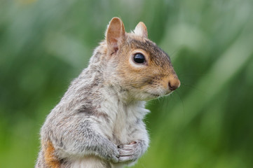 Close up portrait of grey squirrel in a park