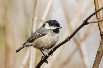 Fototapeta premium coal tit ,cole tit (Periparus ater)